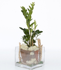 floral design, orchid and plants, zz plants